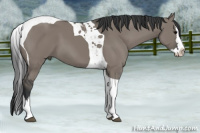 Horse Color:Grullo Splash Tobiano 