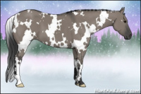 Horse Color:White Spotted Grullo
