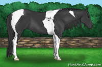 Horse Color:Brown Tobiano 