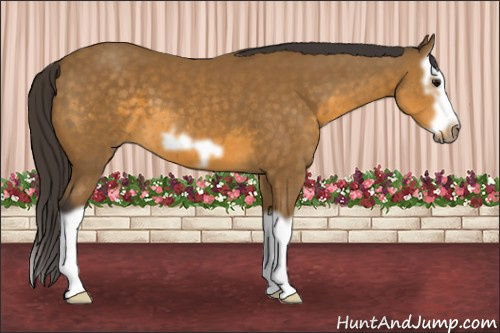Horse Color: Buckskin Splash Frame 