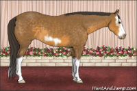 Horse Color:Buckskin Splash Frame 