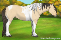 Horse Color:Buckskin Dun Tobiano