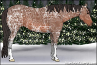 Horse Color:Bay Ice 