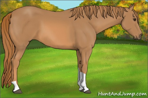 Horse Color: Chestnut Tobiano 