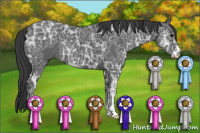 Horse Color:Black Ice Sabino 