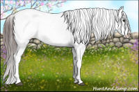 Horse Color:Black Splash Appaloosa 