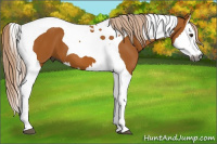 Horse Color:Gray Palomino Splash Tobiano