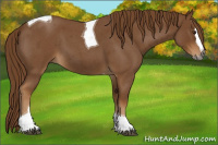 Horse Color:Gray Red Roan Splash Tobiano 