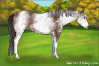 Horse Color:Gray White Spotted Bay