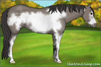 Horse Color:Smoky Grullo Sabino Frame Rabicano 