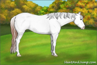 Horse Color:Brown Roan Appaloosa Rabicano 