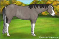 Horse Color:Gray Grullo Roan Splash Rabicano