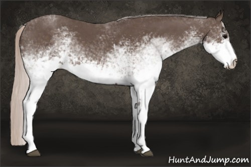 Horse Color: White Spotted Silver Brown 
