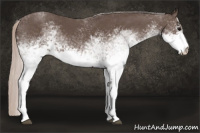 Horse Color:White Spotted Silver Brown