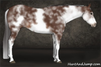Horse Color:White Spotted Bay Splash Frame
