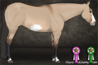 Horse Color:Bay Dun Frame 