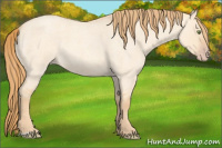Horse Color:Gold Champagne Roan Dun 