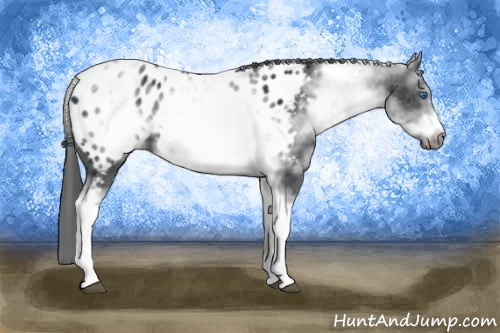 Horse Color: White Spotted Black Tobiano Frame Near Leopard 