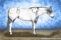 Horse Color:White Spotted Black Tobiano Frame Appaloosa 