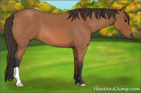 Horse Color:Bay Roan 