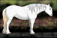 Horse Color:Buckskin Blanket 