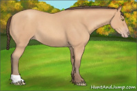 Horse Color:Amber Champagne Roan 