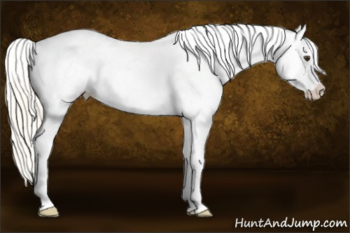 Horse Color: Palomino Snowcap 