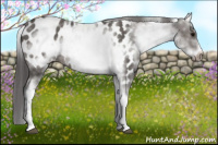 Horse Color:White Spotted Brown Frame Appaloosa 