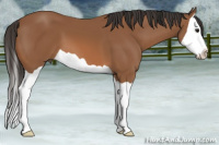 Horse Color:Bay Splash 