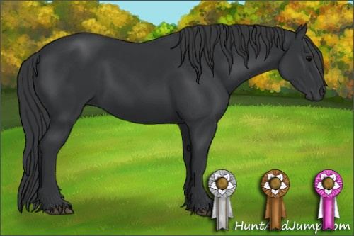 Horse Color: Unknown 