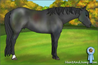 Horse Color:Black 
