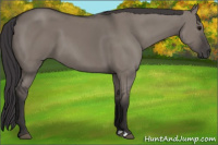 Horse Color:Smoky Grullo 