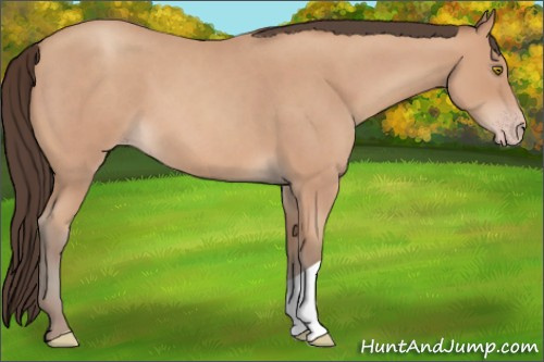 Horse Color: Amber Champagne Roan 