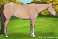 Horse Color:Amber Champagne Roan 