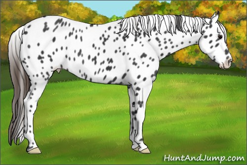 Horse Color: Brown Near Leopard 