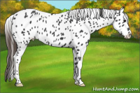 Horse Color:Brown Appaloosa