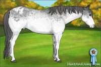 Horse Color:White Spotted Brown Appaloosa 
