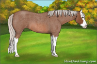 Horse Color:Silver Bay Roan Splash 