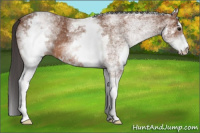 Horse Color:White Spotted Bay 