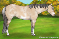 Horse Color:White Spotted Bay Dun Splash Frame 