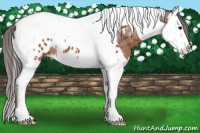 Horse Color:Bay Splash Tobiano Appaloosa 