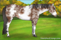 Horse Color:White Spotted Bay Frame