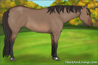 Horse Color:Bay Dun
