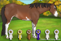 Horse Color:Bay Sabino 