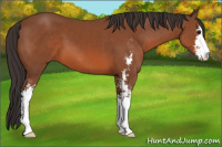 Horse Color:Bay Sabino