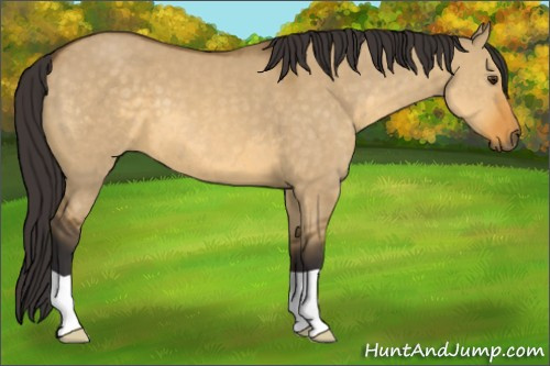 Horse Color: Buckskin Dun 