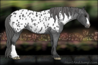 Horse Color:Brown Near Leopard Rabicano 