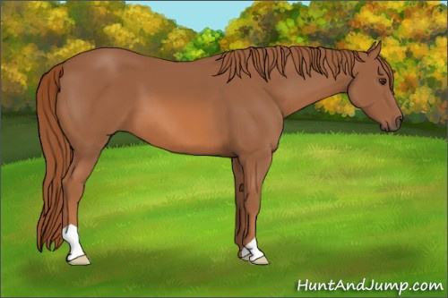 Horse Color: Chestnut 