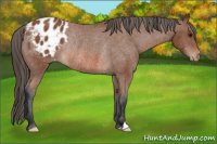 Horse Color:Bay Appaloosa Rabicano 