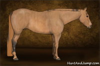 Horse Color:Bay Roan Splash Rabicano  Brindle